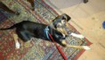 /album/galleria-fotografica/relax-spock-1-jpg/